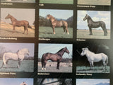 Horses of the World Framed Wall Art